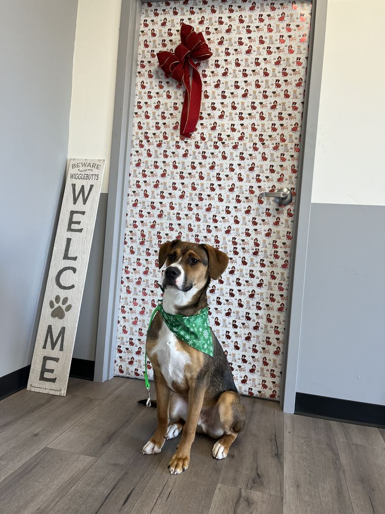 THE DOG’S GROOMING BARN Updated September 2024 20 Photos Milford, New Hampshire Pet