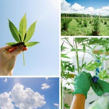 Skymint - Ann Arbor Marijuana - Cannabis Dispensaries Near Me - Ann Arbor, Michigan