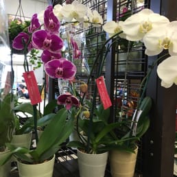 Beautiful orchids. Beautiful orchids.