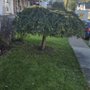 Cut And Clean