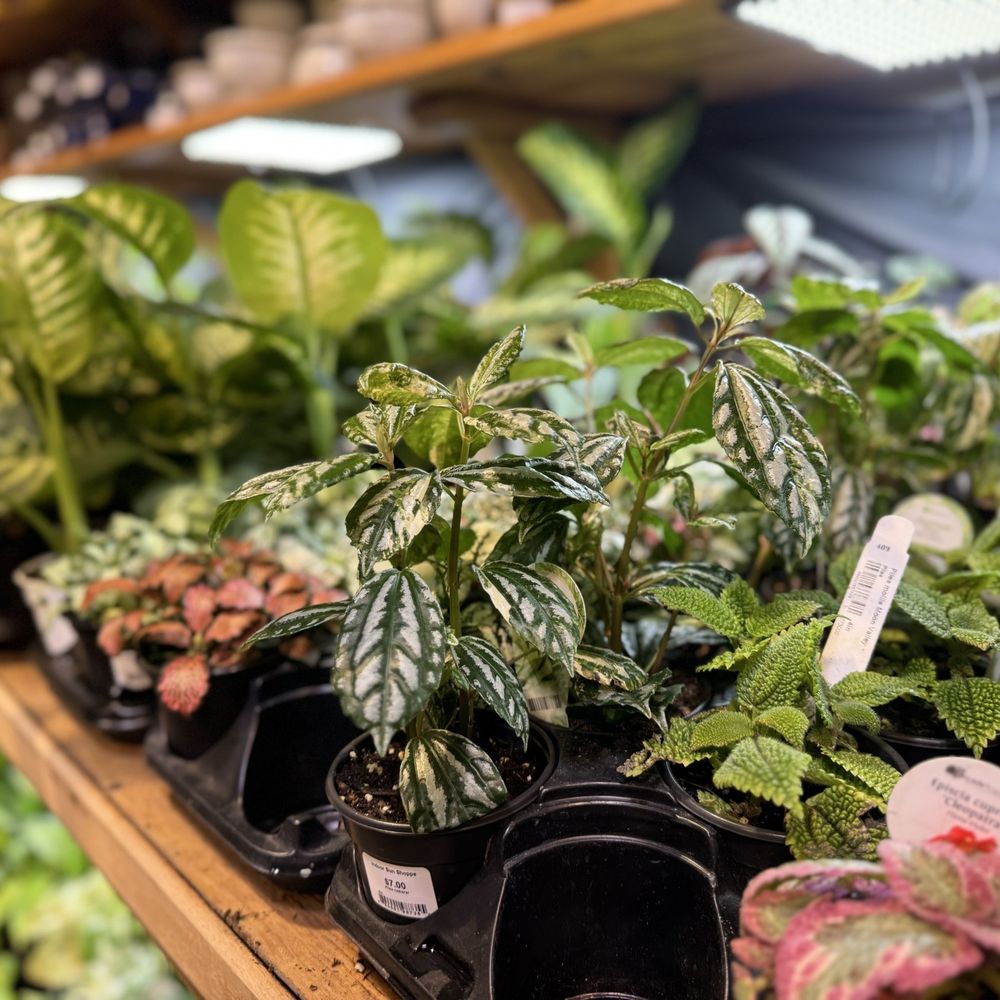Indoor Sun Shoppe - Nurseries & Gardening Near Me - Seattle, Washington Indoor Sun Shoppe - Nurseries & Gardening Near Me - Seattle, Washington