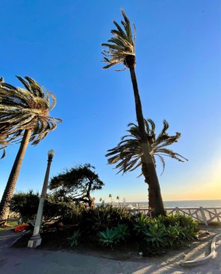 Palisades Park by null