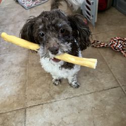 Hassayampa Veterinary Services - Blessing is so precious and full of life.