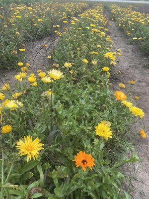 Bremer Produce U-Pick Flower Farm by null