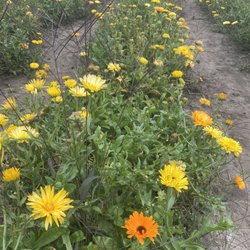 Bremer Produce - Rows of flowers for picking.