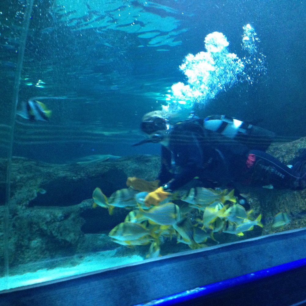 Blue Planet Aquarium - Aquariums Near Me - Ellesmere Port, CHE