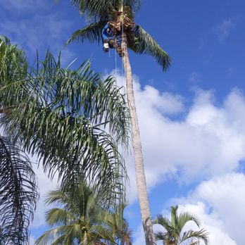 Villatoro Tree Service - Tree Services Near Me - West Palm Beach, Florida