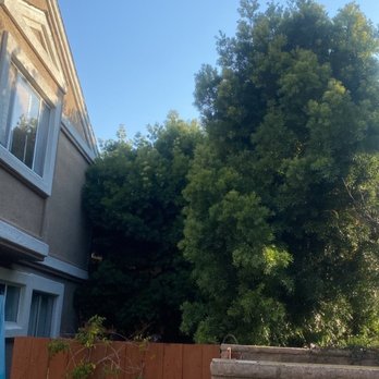 Beach Cities Tree Care - before - Tree Services Near Me - Redondo Beach, California