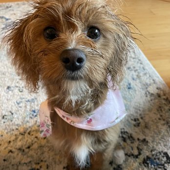 Posh Pets Grooming - Poor pup got rained on after her first grooming session but she still looked cute & smelled delicious - Pet Groomers Near Me - Encinitas, California