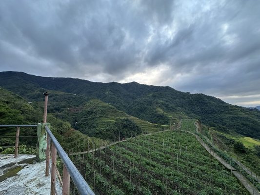 Apo Whang Od (Legendary Filipino mambabatok Tattoo Artist) by null