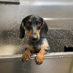 During grooming During grooming