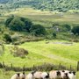 Photo of Elegant Irish Tours