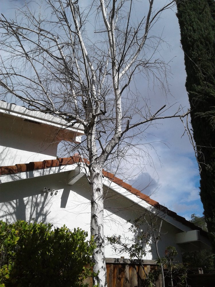 ARTISTIC TREE SERVICE Updated September 2024 25 Reviews San Jose