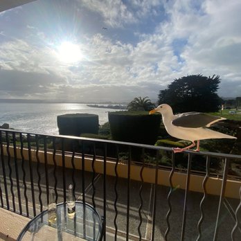 Monterey Bay Inn - Morning guest on the patio. - Hotels Near Me - Monterey, California Monterey Bay Inn - Morning guest on the patio. - Hotels Near Me - Monterey, California