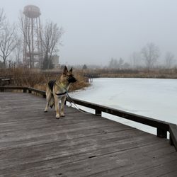 Scioto Audubon Metro Park - Deutscher Schäferhund.