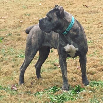 Hierarchy Cane Corso - Pet Training Near Me - Atlanta, Georgia Hierarchy Cane Corso - Pet Training Near Me - Atlanta, Georgia
