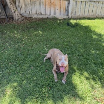 Dog On Fun - Down stay, obedience, bully breed - Pet Sitting Near Me - Covina, California Dog On Fun - Down stay, obedience, bully breed - Pet Sitting Near Me - Covina, California