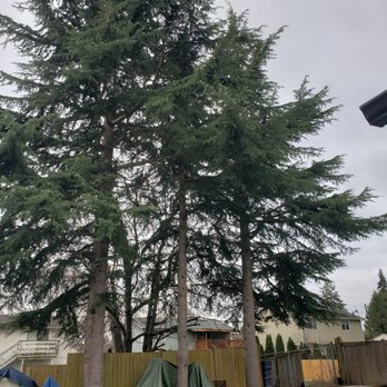 Devoted Tree Solutions - Tree Services Near Me