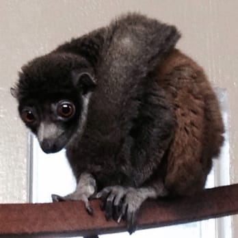 Duke University Lemur Center - One of the amazing lemurs just hanging out. - Zoos Near Me - Durham, North Carolina