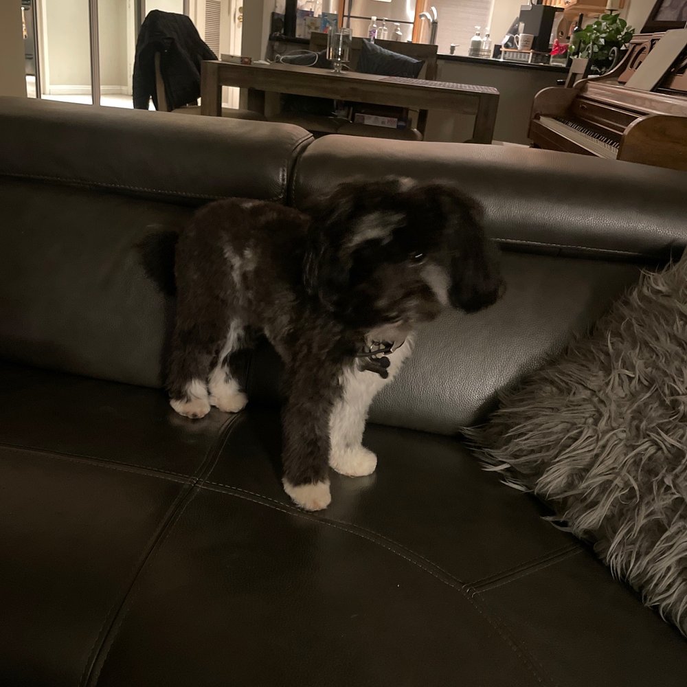 Fur Town - Pet Groomers Near Me - Playa Vista, California