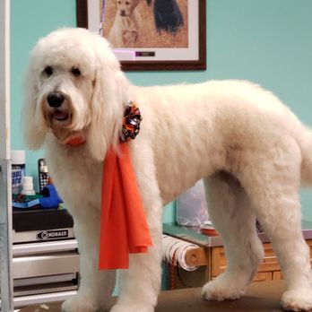 Rainbow Paws Pet Salon - Pet Groomers Near Me - Austin, Texas Rainbow Paws Pet Salon - Pet Groomers Near Me - Austin, Texas