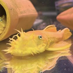 Tsunami Aquatics - Ancistrus sp. "LEMOM BLUE EYED BRISTLENOSE" adult male