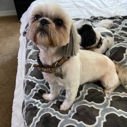 Love On A Leash - Spencer