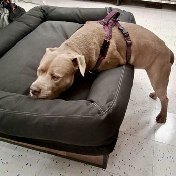 Petco - Please buy this for me - Pet Stores Near Me - Glendale, California Petco - Please buy this for me - Pet Stores Near Me - Glendale, California