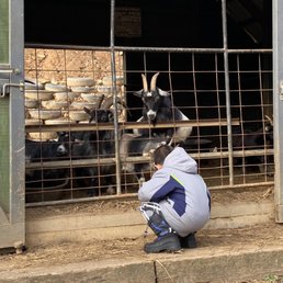 Feeding goats at farm