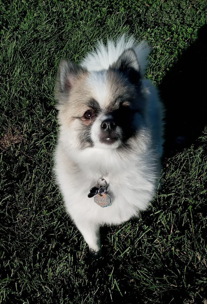 BALMORHEA KENNELS Updated September 2024 34 Photos 5285 Wagoner