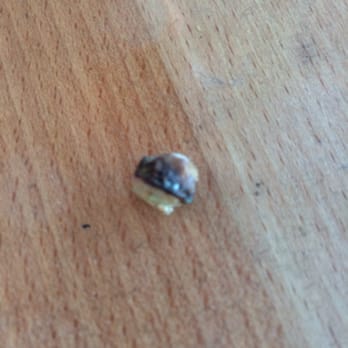 Malibu Eatery - Avocado stem from my 'dilla. Yummm - Seafood Near Me - Redondo Beach, California Malibu Eatery - Avocado stem from my 'dilla. Yummm - Seafood Near Me - Redondo Beach, California