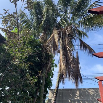 Celis Tree Service - Before #2 - Tree Services Near Me Celis Tree Service - Before #2 - Tree Services Near Me