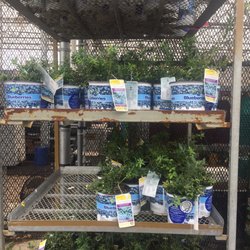 Lowe's Home Improvement - Blueberries!! $5
