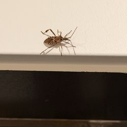Nordic Inn - Here's the bug next to my bed.... He came free with the smelly room