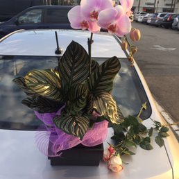 Orchid Orchid