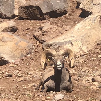Bearizona - . - Zoos Near Me - Williams, Arizona Bearizona - . - Zoos Near Me - Williams, Arizona