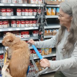 Walmart Supercenter - Does it look like this poor dog wants to be in the store? Nope, but his owner is breaking the law, and brought him in anyway.