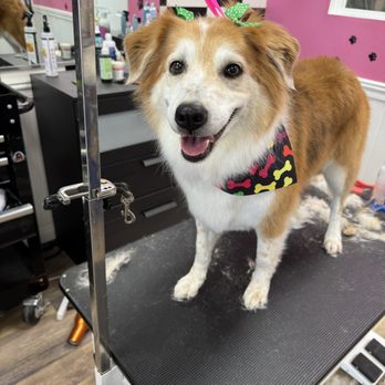 Do It Yourself Dog Grooming Cat City: Expert Tips for Perfect Pets