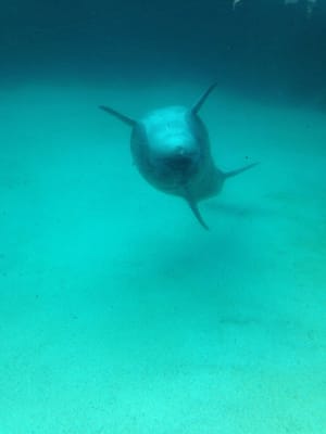 Port Of Nagoya Public Aquarium by null