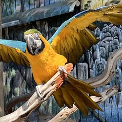 Potawatomi Zoological Society