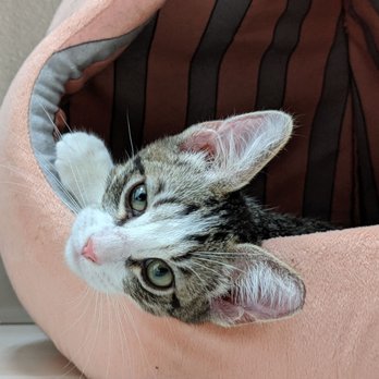 Rescued Treasures Cat Cafe - Adopt me, I'm cute - Pet Adoption Near Me - Las Vegas, Nevada Rescued Treasures Cat Cafe - Adopt me, I'm cute - Pet Adoption Near Me - Las Vegas, Nevada