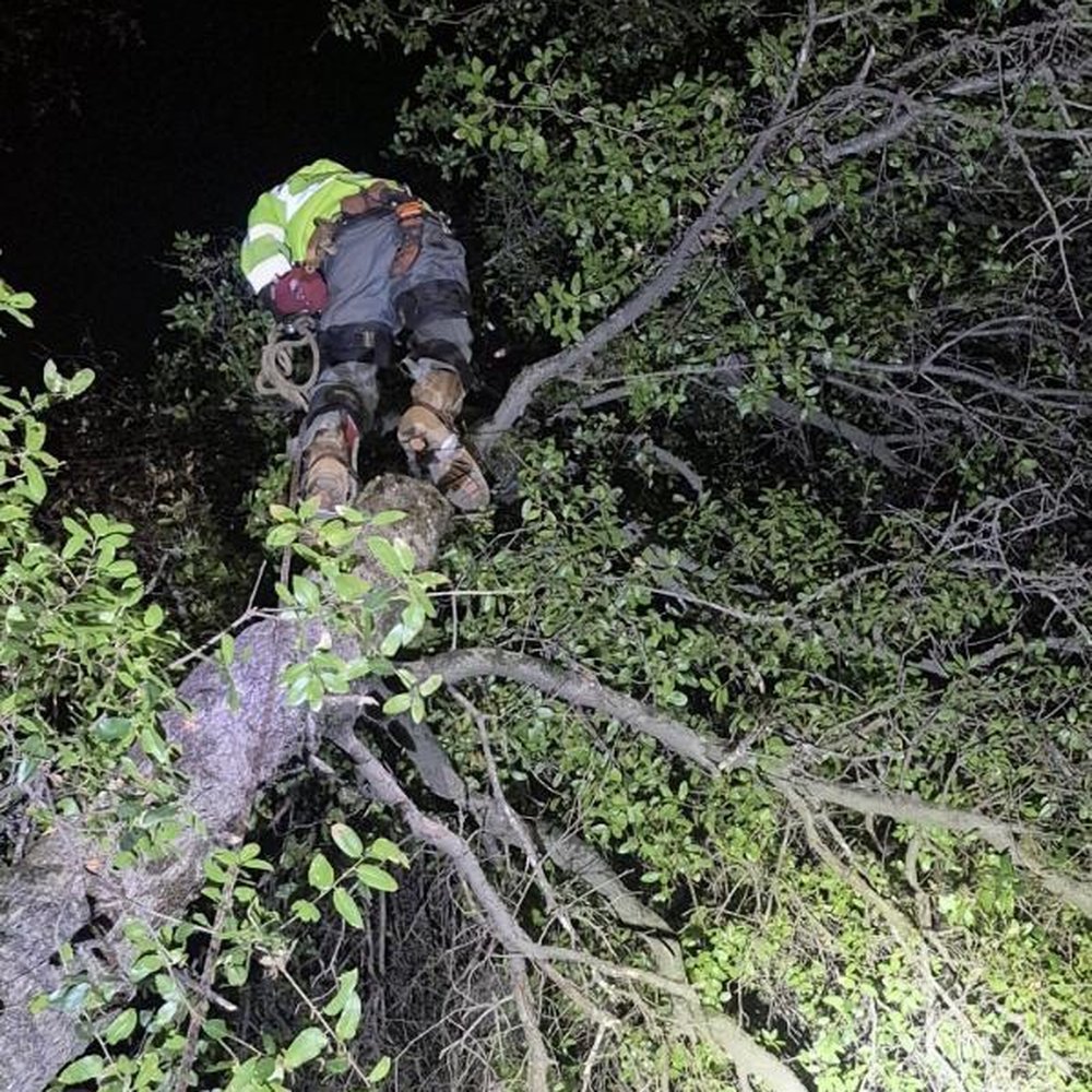 Tree Frog Timber - Tree Services Near Me - Angels Camp, California Tree Frog Timber - Tree Services Near Me - Angels Camp, California