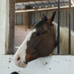 Las Trampas Stables