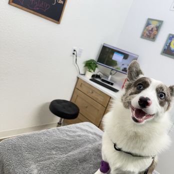 Revive Veterinary Care - Veterinarians Near Me - San Carlos, California Revive Veterinary Care - Veterinarians Near Me - San Carlos, California