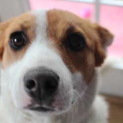 Quality Life Vet Care - Stella in her youth