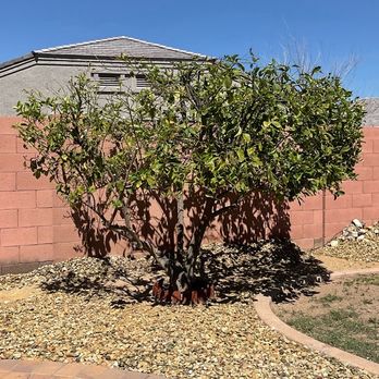 Aispuros Landscape - Lemon tree pruned. - Landscaping Near Me