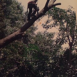 Woods & Woody's Tree Service - Mike Woods look at him go!!!!