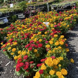 Bountiful Gardens - Ewing