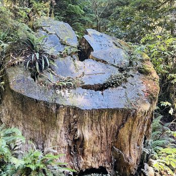 Jedediah Smith Redwoods State Park - Parks Near Me