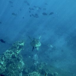 Sea Turtles! Sea Turtles!